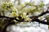 早春阳光明媚，樱桃树下开着美丽的白花