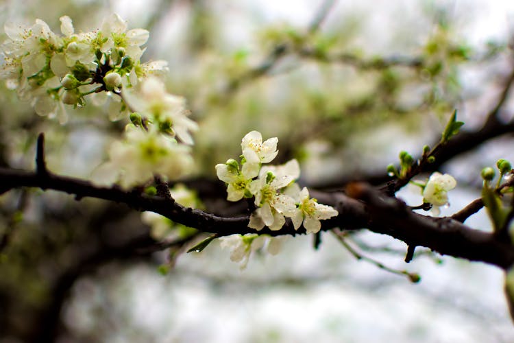 Cherry Tree Twigs With White Blossoming Flowers In Early Spring