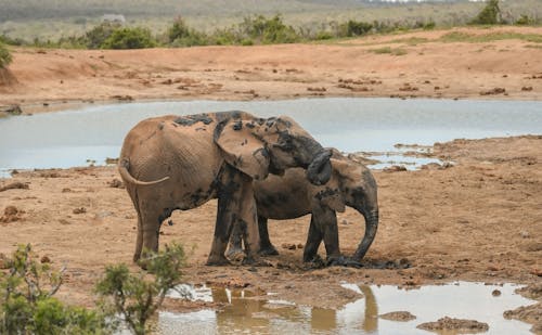 Foto profissional grátis de animais selvagens, animal, elefantes