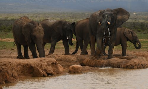 Gratis Fotos de stock gratuitas de animales, elefantes, estanque Foto de stock