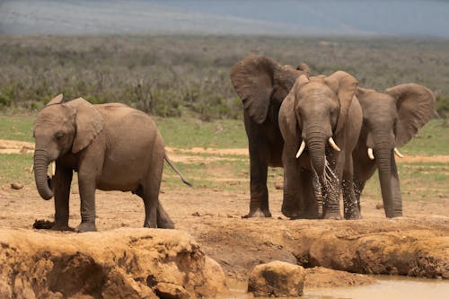 Gratis lagerfoto af dyrefotografering, dyreliv, elefanter Lagerfoto