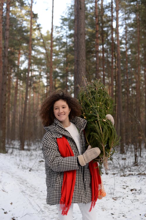 Free stock photo of christmas, christmas preparation, christmas tree