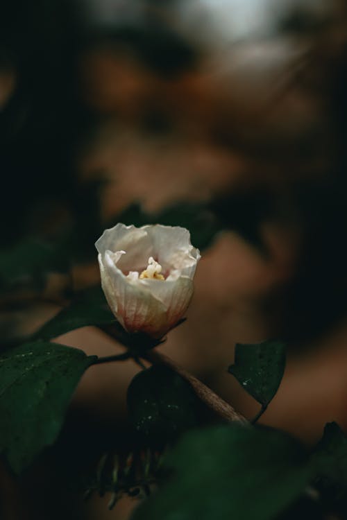 Bezpłatne Darmowe zdjęcie z galerii z biały kwiat, fotografia kwiatowa, gałąź Zdjęcie z galerii