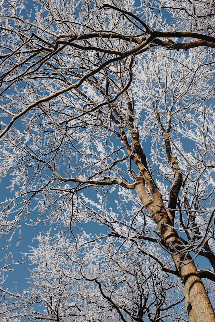 Trees With Frosted Branches