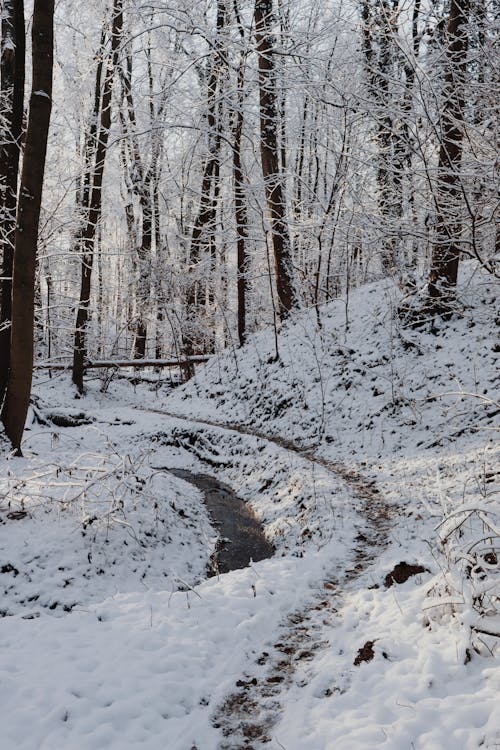 Gratuit Photos gratuites de arbres nus, couvert de neige, forêt Photos
