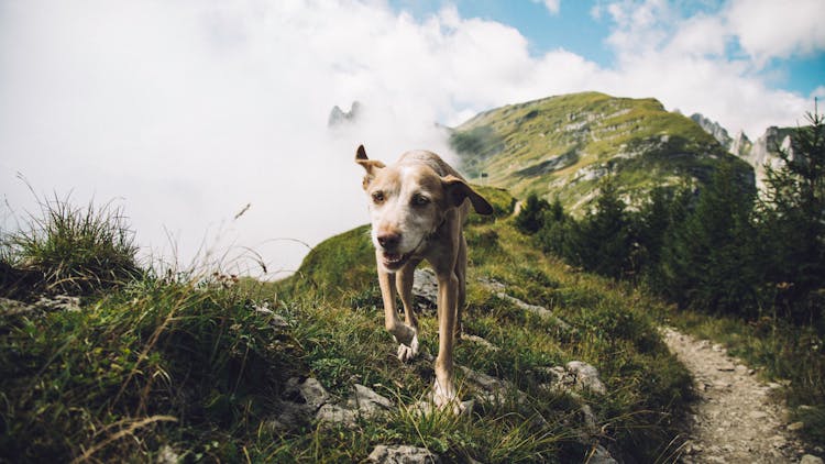 Brown And White Short Coated Dog Walking On Green Grass With Rocks 