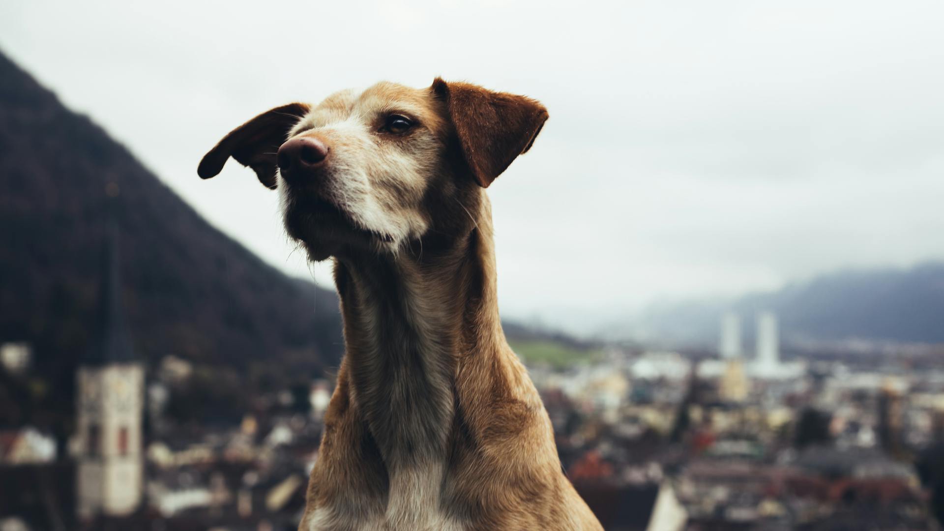 Brown and White Short Coated Dog in Close-Up Photography