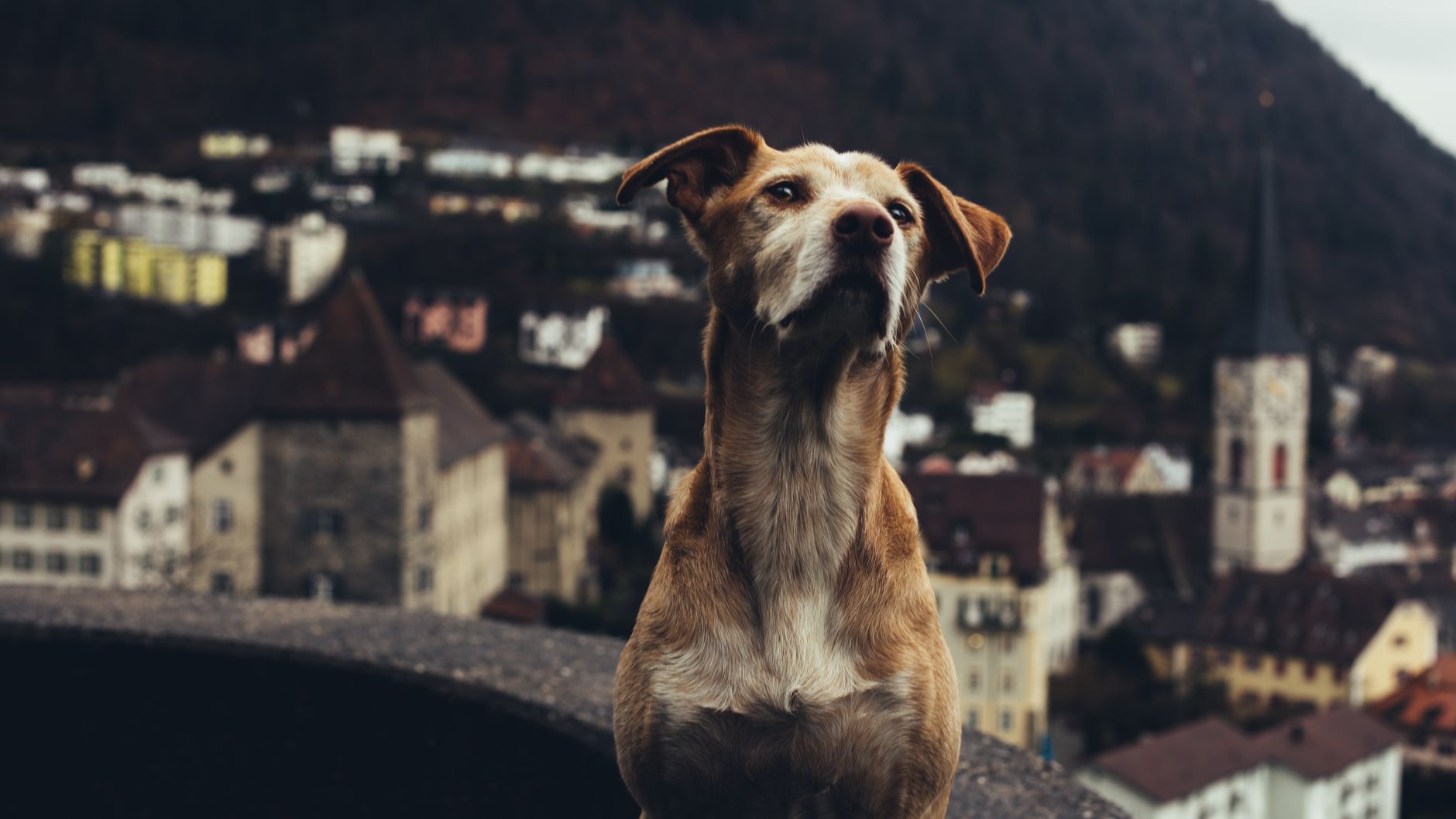 Portrait of a dog at a veterinary clinic