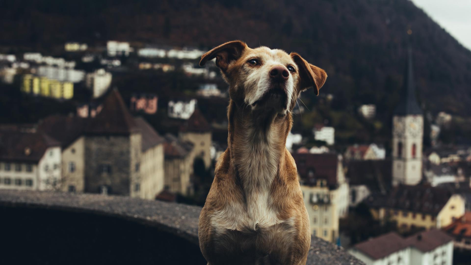 Photo of a Dog