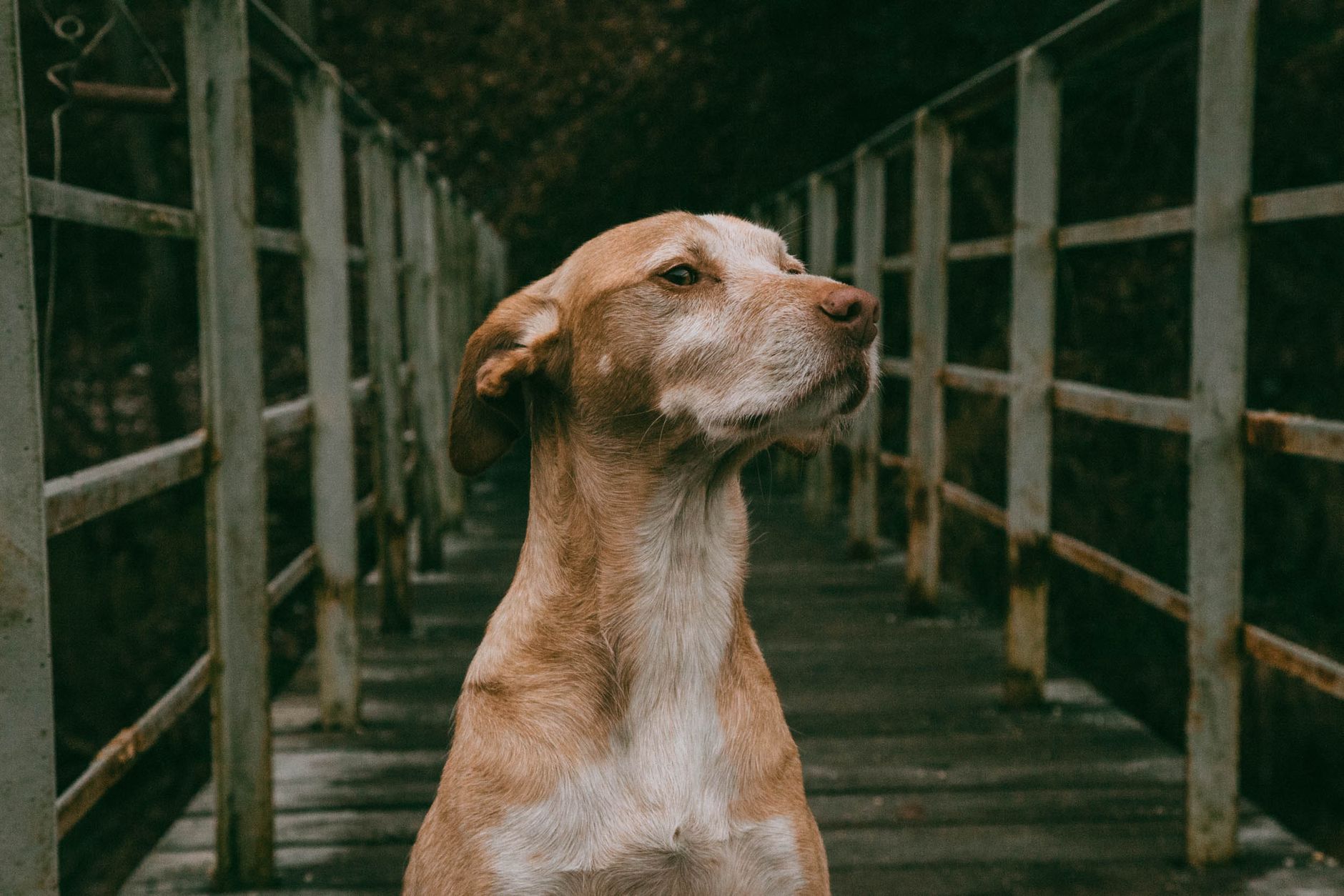 Veterinary care for a dog