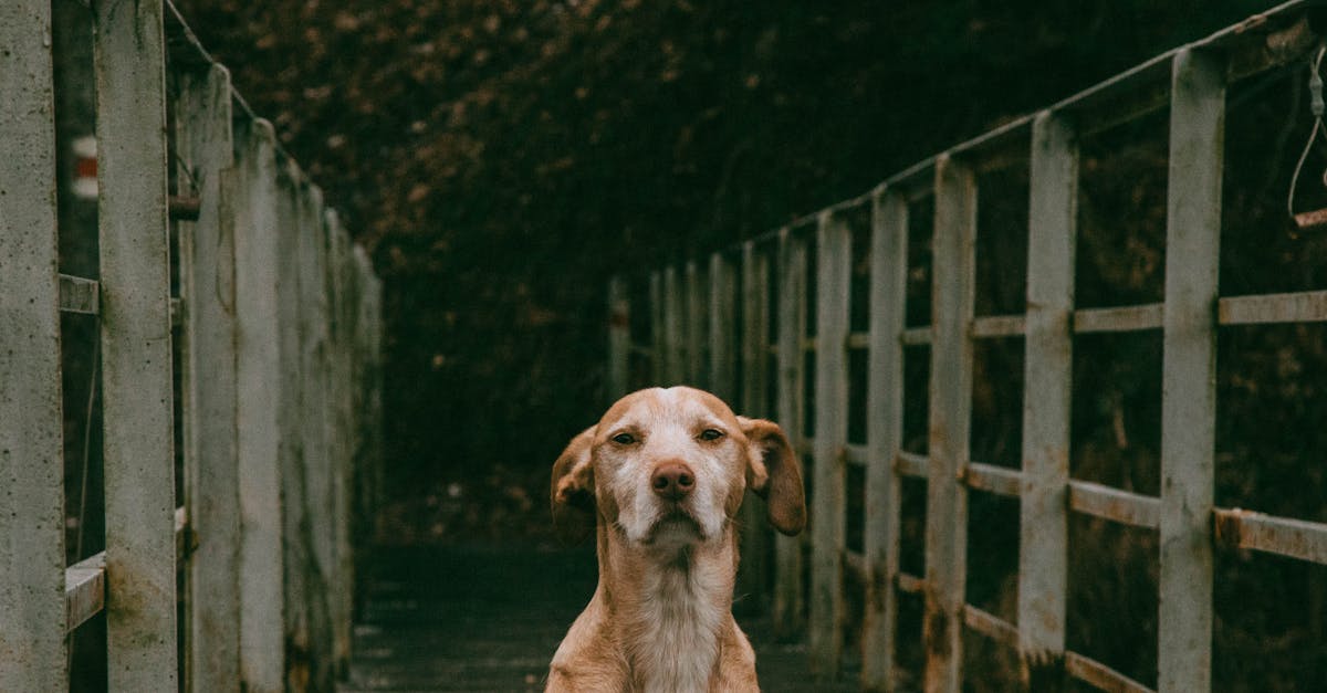 11 Tipps, um Deinem Hund das Fressen von Linsen schmackhaft zu machen