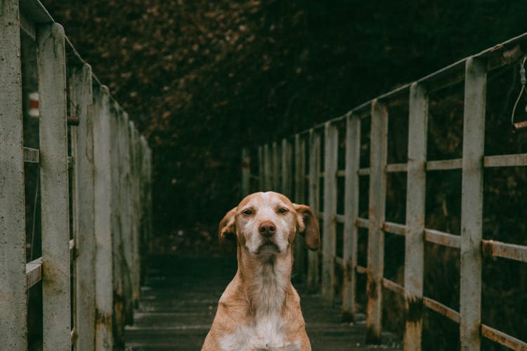 A Dog On A Bridge