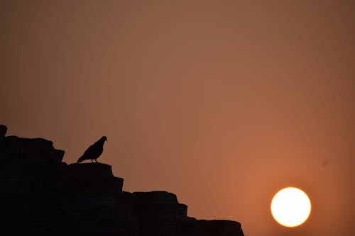 Fotobanka s bezplatnými fotkami na tému in silhouette, silueta, vtáčia silhoutte