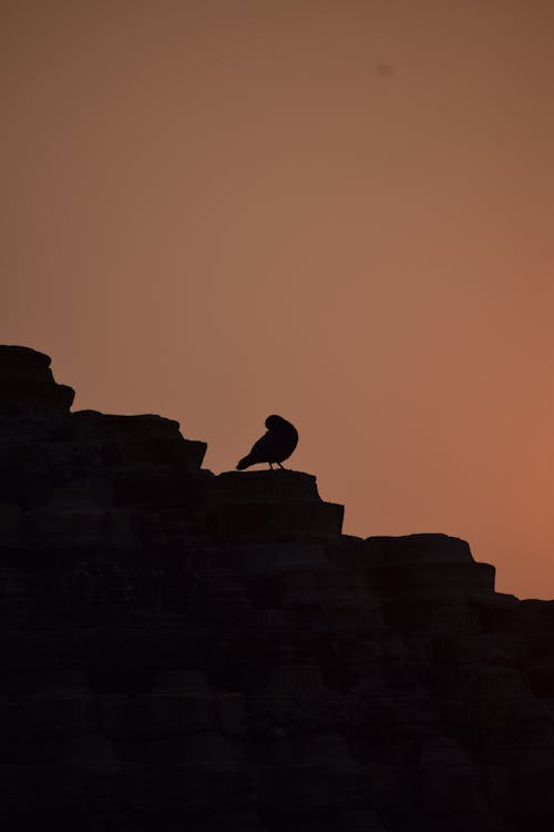 Kostenloses Stock Foto zu in der silhouette, silhouette, silhoutte