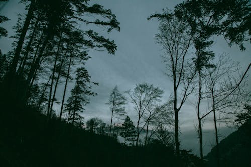 Imagine de stoc gratuită din arbori, backlit, codru