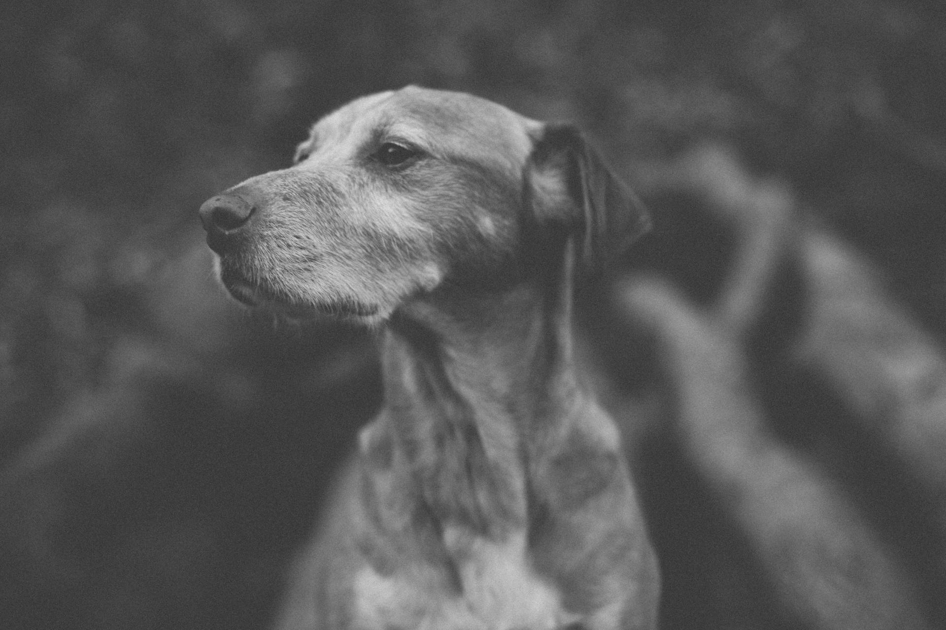 Black and White Portrait of Dog