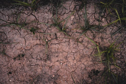 A Close-Up of a Dry Soil