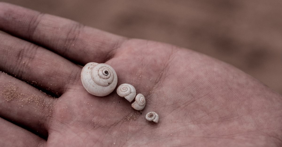 Shell On Hand Small Shells on Hand · Free Stock Photo