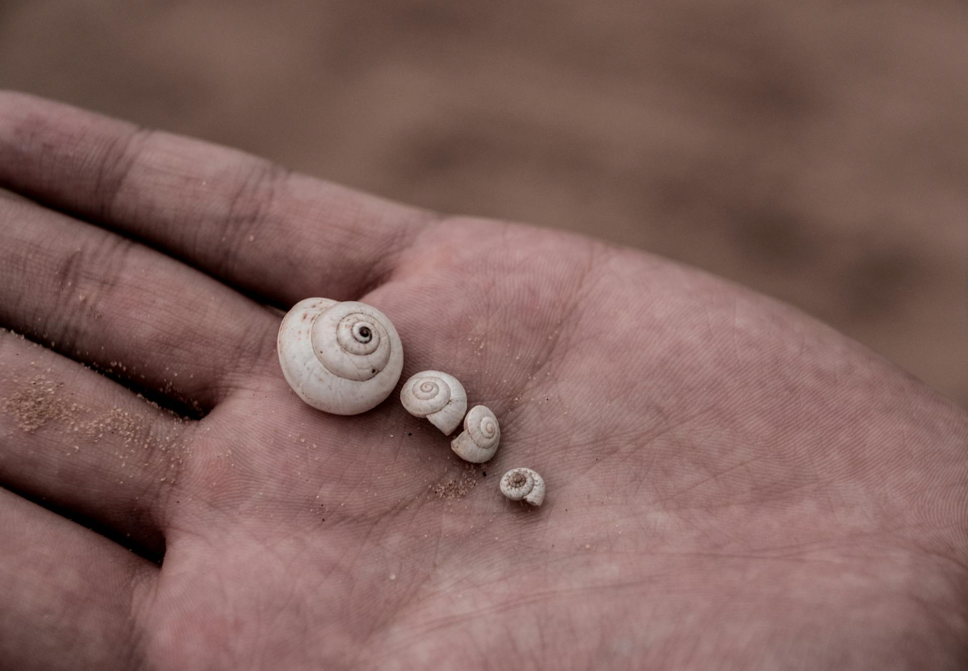 Small Shells on Hand