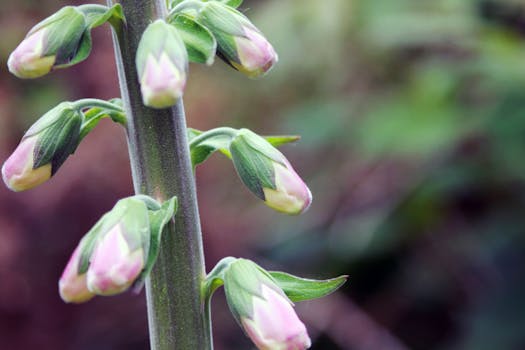 在花园中拍摄粉红色野花芽的宏观特写，展现生机勃勃的自然景象