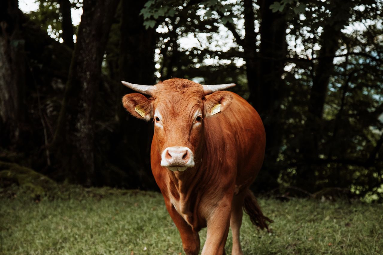 Limousin