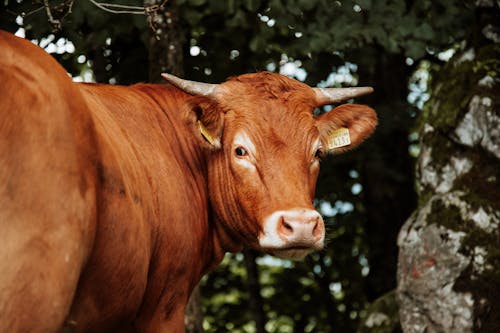 リムーザン牛, 動物の写真, 哺乳類の無料の写真素材