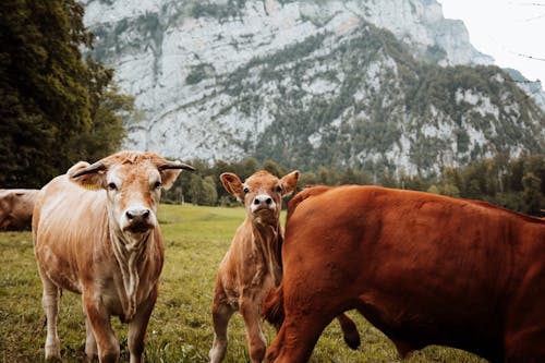 山岳, 牛, 牧草地の無料の写真素材