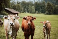 Brown Cow on Green Grass Field