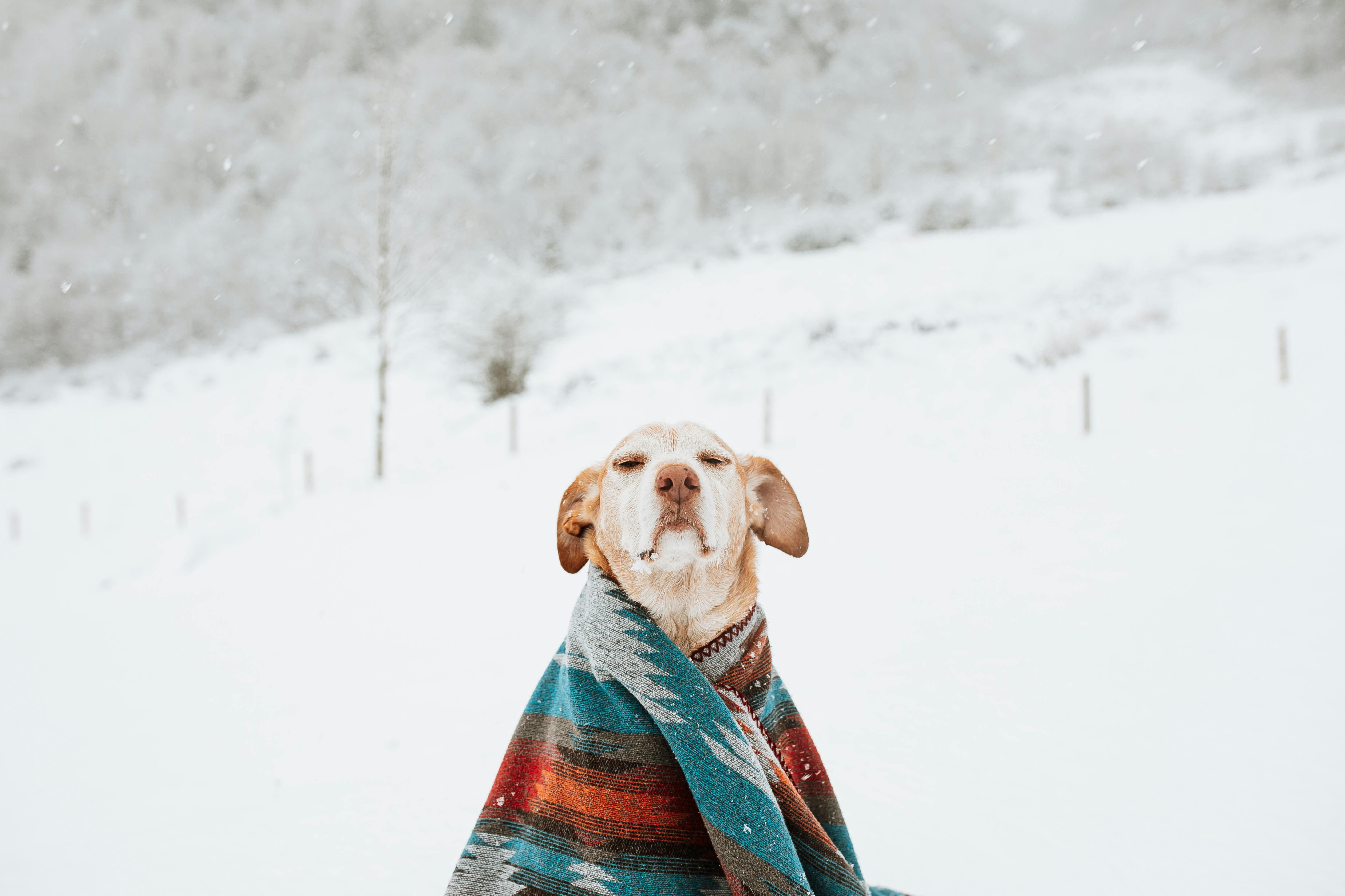 Wie bringe ich meinem Hund das Erbrechen bei? Hundebande