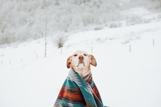 Brown Short Coated Dog Covered With Blue and White Scarf