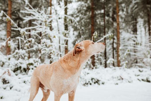 Brown Short Coated Dog on Snow Covered Ground