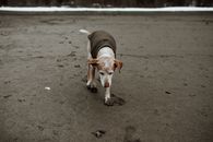 Brown and White Short Coated Dog on Gray Sand
