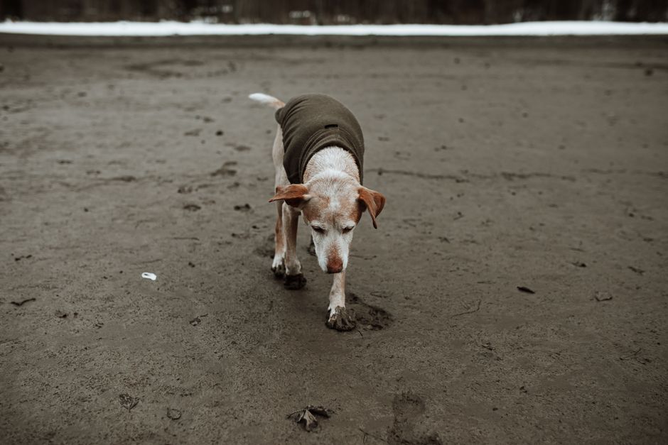 A senior dog in a coat navigating a wet beach, capturing solitude and companionship.
