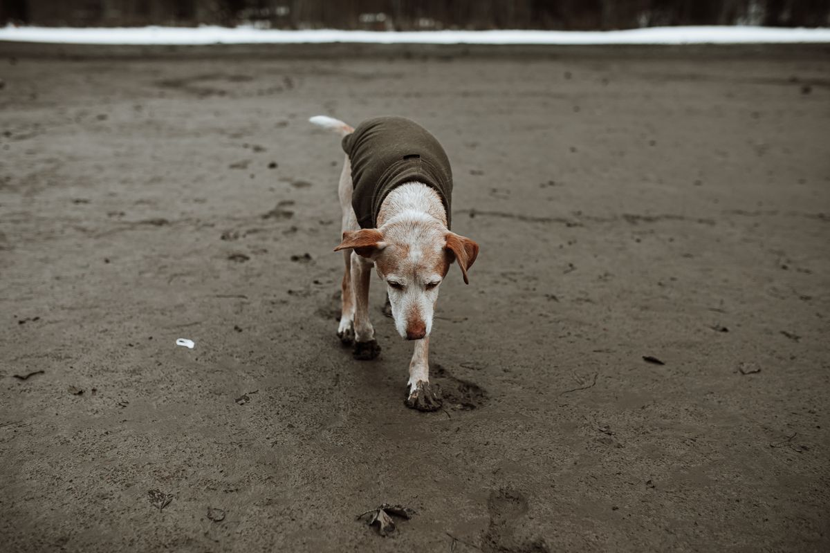 Senior Dog Vomiting: Why Age Changes the Risk