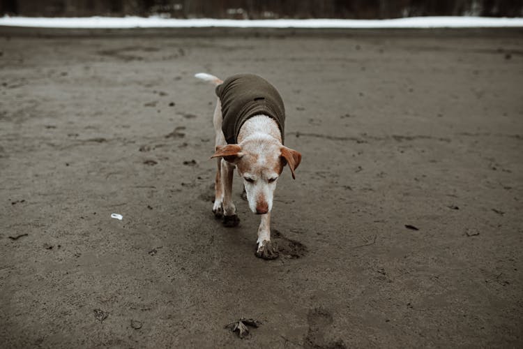 Brown And White Short Coated Dog Walking On Wet Sand 