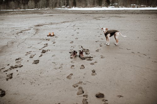 ブーツ, ペット, 冒険犬の無料の写真素材