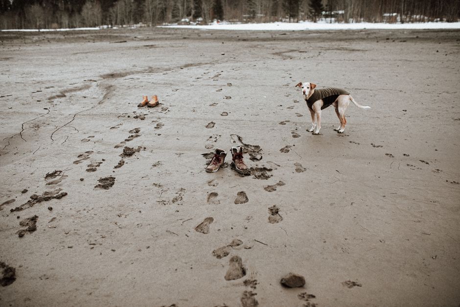 A dog stands on wet sandy beach with abandoned shoes, creating a mysterious outdoor scene.