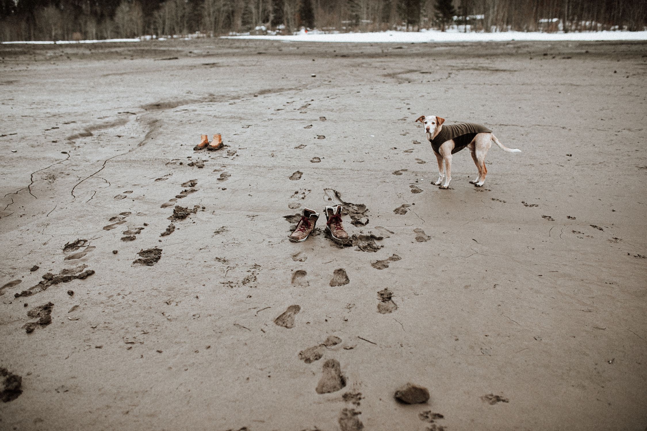 A dog stands on wet sandy beach with abandoned shoes, creating a mysterious outdoor scene.