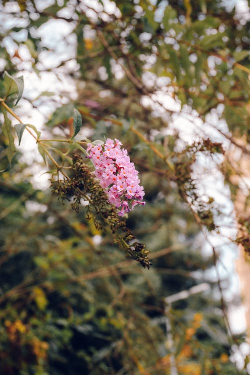 Pink Flowers Hanging on Tree Branch 