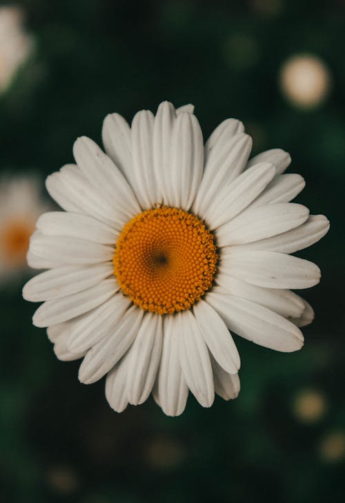 Beautiful White Common Daisy Flower 