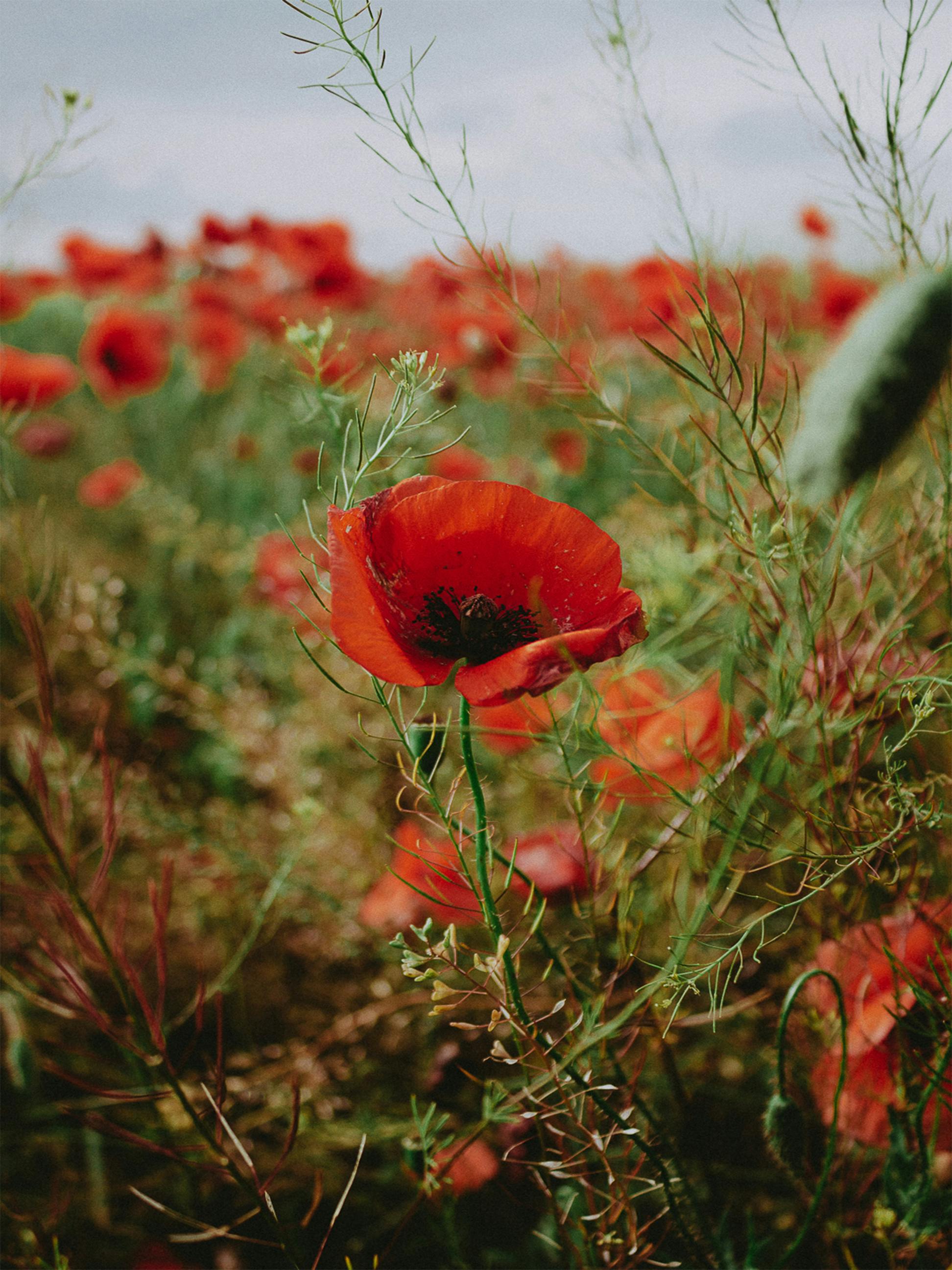 A stunning field of blooming red poppies in Ukraine captures the essence of spring.
