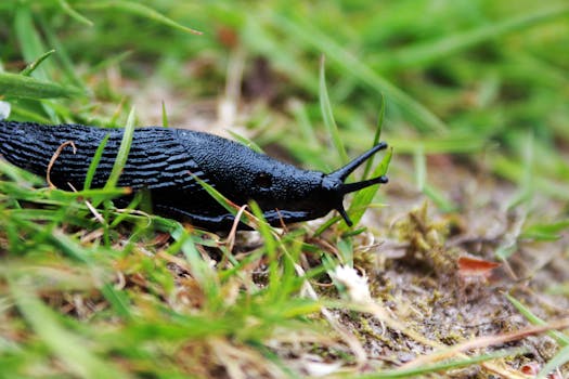 Detailed shot of a black slug crawling on grassy ground, highlighting texture and natural environment.
