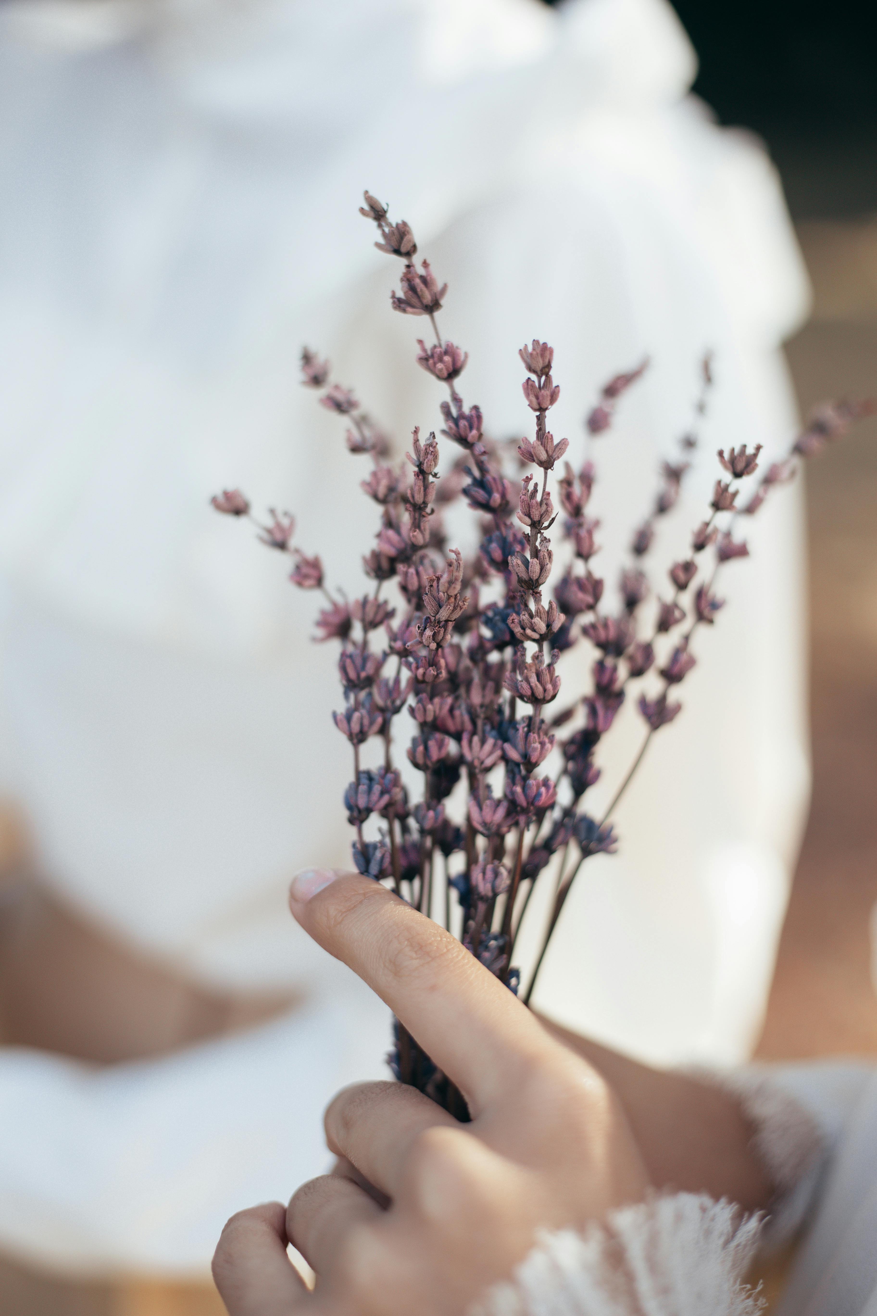 Delicate close-up of a hand holding a bunch of dried lavender, evoking a romantic and idyllic atmosphere.