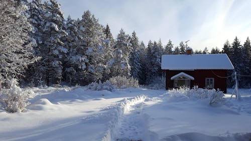 Ücretsiz ağaçlar, bungalov, buz içeren Ücretsiz stok fotoğraf Stok Fotoğraflar
