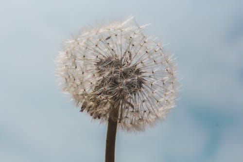 Foto d'estoc gratuïta de cel blau, dent de lleó, flor