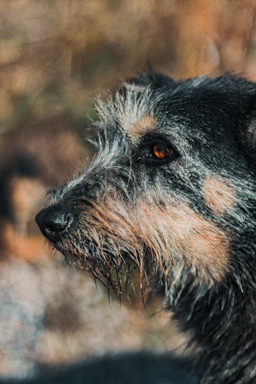 Black and Tan Small Dog