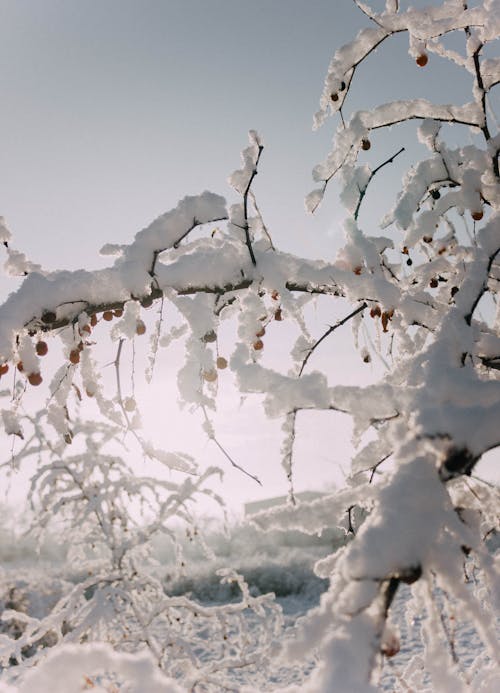 Snow Covered Trees Under the Blue Sky