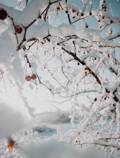 Ağaç dalları, buz, buz tutmuş içeren Ücretsiz stok fotoğraf