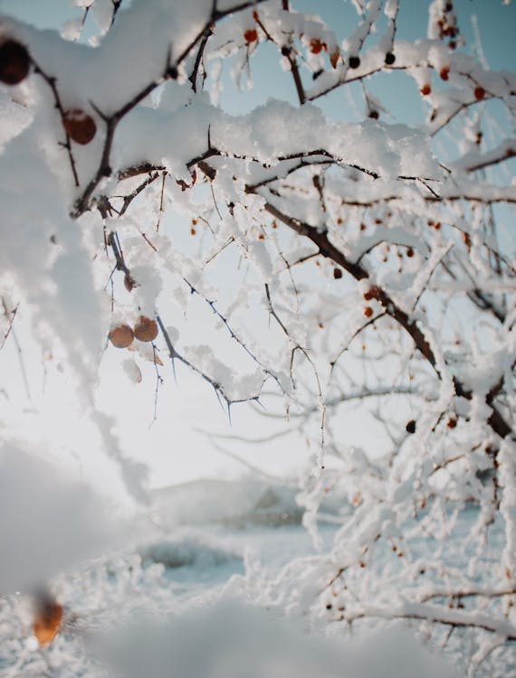 Безкоштовне стокове фото на тему «гілки дерев, заморожений, застуда»