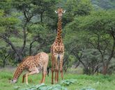 Brown Giraffe Eating Green Leaves